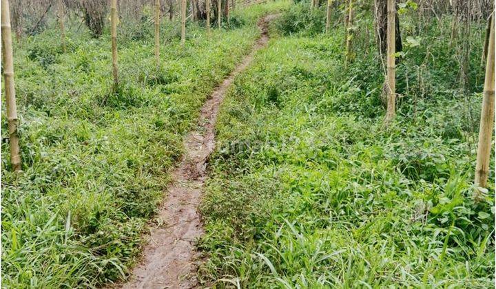 Tanah Kebun Cisondari Cocok Untuk Villa Di Pasir Jambu Ciwidey 2