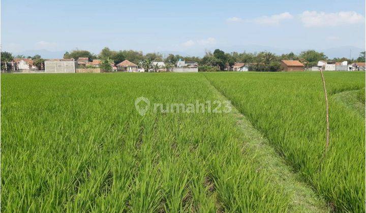 Tanah Sawah Murah Di Ciparay Bandung  2