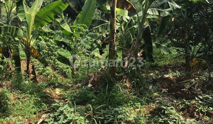 Dijual Cepat Tanah Bagus, Siap Invest dan Bangun Cluster Kecil Dijual Cepat Tanah Bagus, Siap Invest dan Bangun Cluster Kecil
