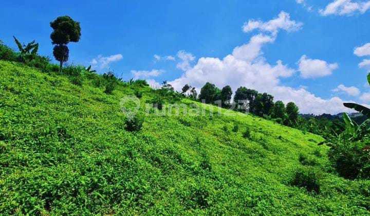 Jual Tanah Kebun Best View Cimanggu - Kab.Bandung Barat. Jual Tanah Kebun Best View Cimanggu - Kab.Bandung Barat.