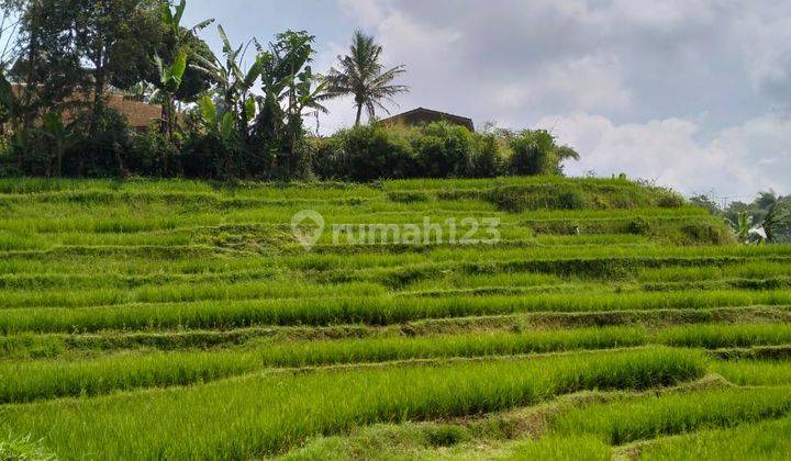 Dijual Tanah Sawah Subur Lebak Muncang Ciwidey 1