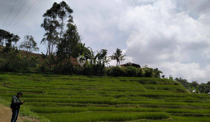 Dijual Tanah Sawah Subur Lebak Muncang Ciwidey 8