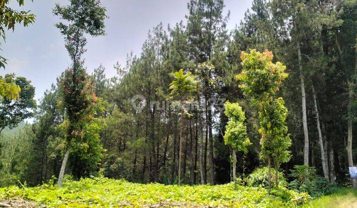 Dijual Tanah Padat Cocok Buat Villa View Hutan Pinus Ciwidey Bandung 1