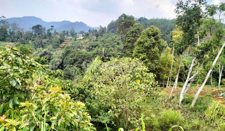 Jual Tanah Padat Cocok Buat Villa View Hutan Pinus Ciwidey Bandung 2