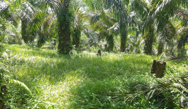 Di jual cepat murah kbn sawit damasraya Sumatra Barat 2