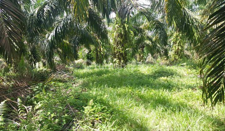 , Di jual cepat murah tanah damasraya Sumatra Barat 1