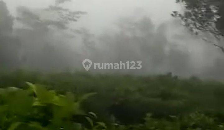 Tanah SHM LT 7,1 Ha Murah Kebun Teh Bawang Wonosobo Dieng 1