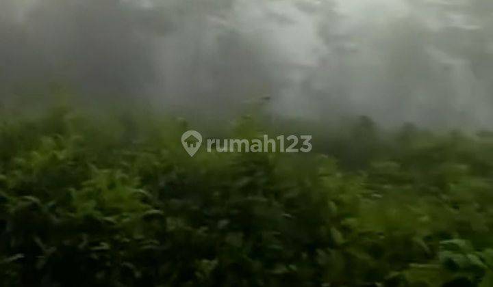 Tanah SHM LT 7,1 Ha Murah Kebun Teh Bawang Wonosobo Dieng 2