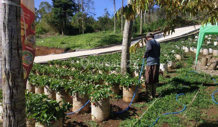 Kavling Pemandangan Indah dan Dingin di Ciwidey Bandung 4