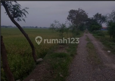 untuk tanah peternakan