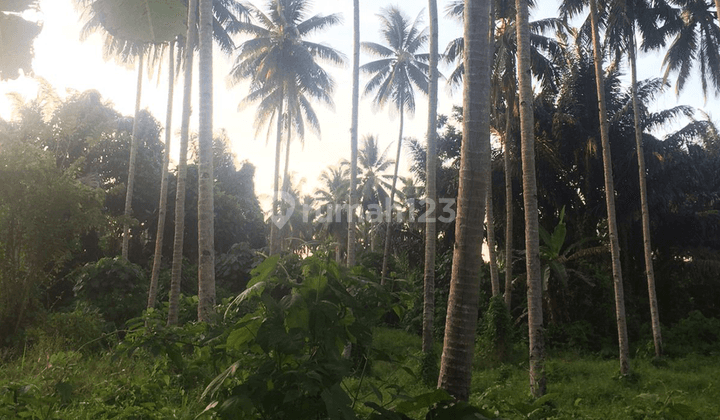 Dijual Cepat Tanah Luas di Desa Mapanget Manado  3