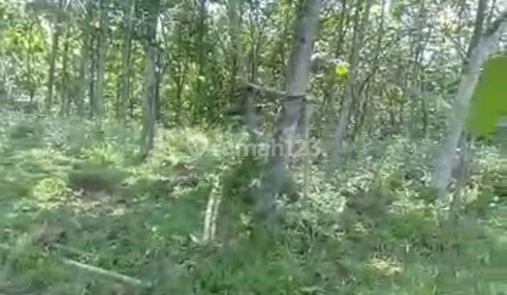 Dijual Tanah 40ha Sudah Ditanami Pohon Jati di Bogor 1