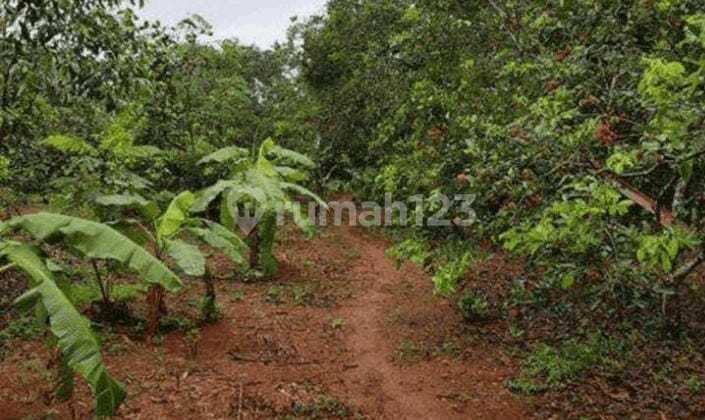 Tanah Di Desa Sindang Reret Dangdeur Purwakarta Cocok Untuk Gudang Industri Siap Bangun