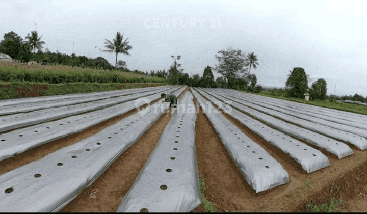 Kavling Luas 16000 M2 Di Purwakarta Cocok Untuk Perkebunan T11584 1