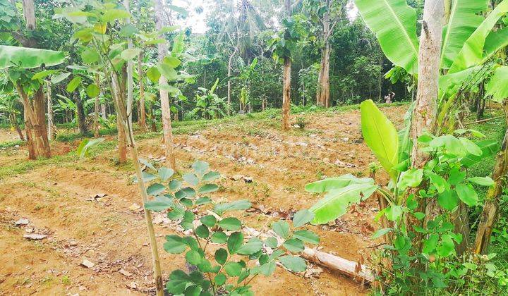 DIJUAL TANAH PEKARANGAN JALAN NASIONAL PATHUK WONOSARI GUNUNGKIDUL DIY
