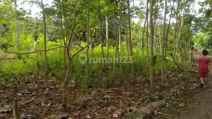 Tanah murah di Semanu 2