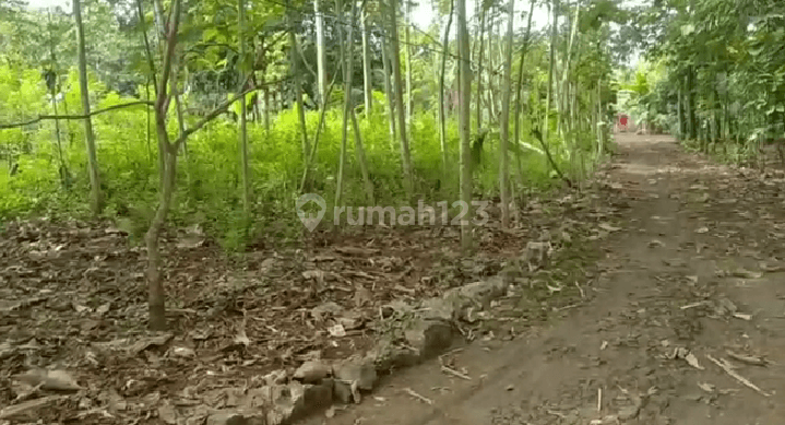 Tanah murah dekat kampus Gunungkidul 1
