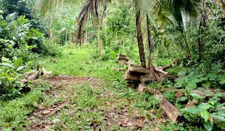 Dijual Tanah Harga Murah Utara Bandara Yia Yogyakarta 1