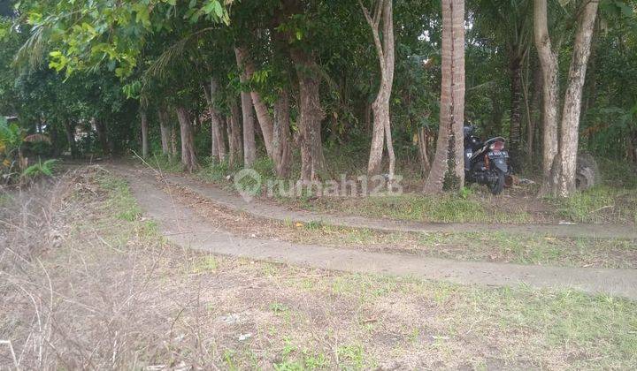 Dijual Tanah Murah Dekat Kota Wates Dan Bandara Yogyakarta View Sawah 3