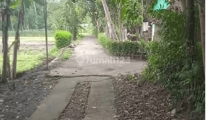 Dijual Tanah Murah Dekat Kota Wates Dan Bandara Yogyakarta View Sawah 5