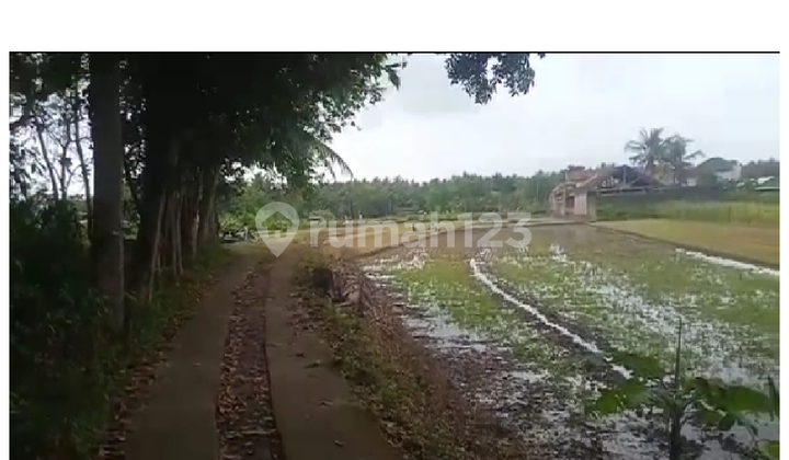 Dijual Tanah Murah Dekat Kota Wates Dan Bandara Yogyakarta View Sawah 6
