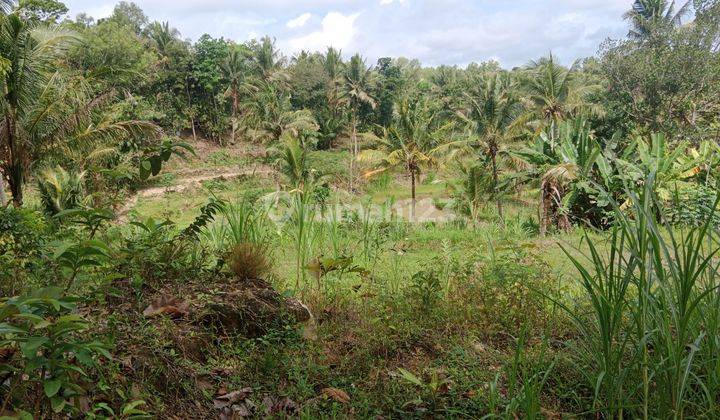 Dijual Tanah Murah View Alam Pedesaan Dekat Kampus Uny Yogyakarta 7