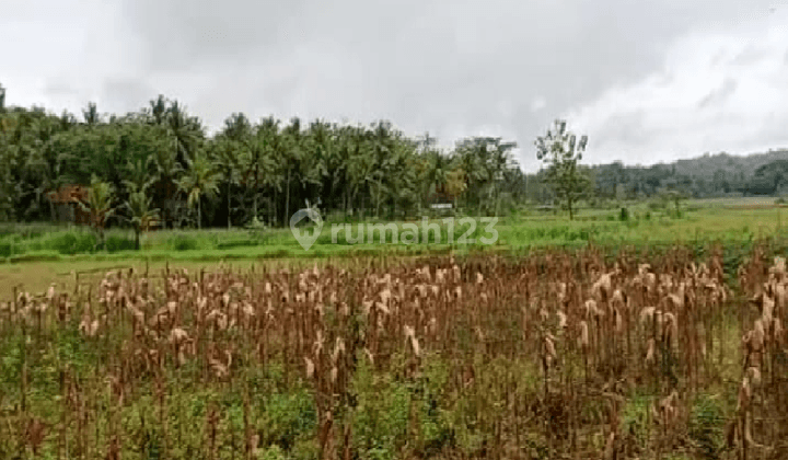 Tanah Murah View Alam Pedesaan Dekat Kampus Uny 3