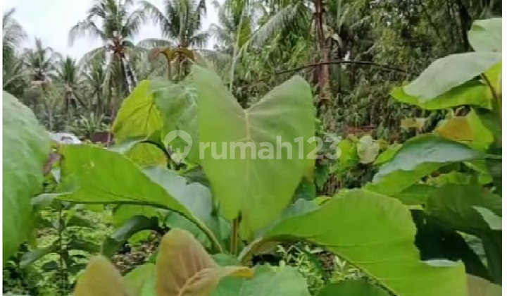 Tanah Murah View Alam Pedesaan Dekat Kampus Uny 6