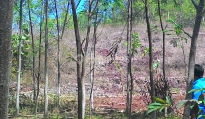 Dijual Tanah Murah Dekat Tempat Wisata di Gunung Kidul Yogyakarta 7
