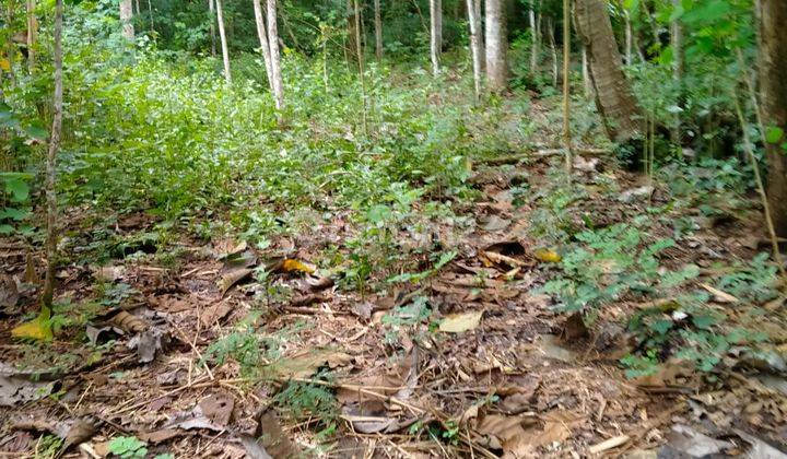 Dijual Tanah Langka Harga Murah Bonus Goa Sriti di Yogyakarta 7