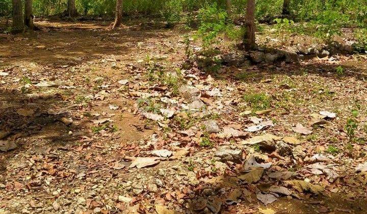 Dijual Tanah Langka Harga Murah Bonus Goa Sriti di Yogyakarta 8