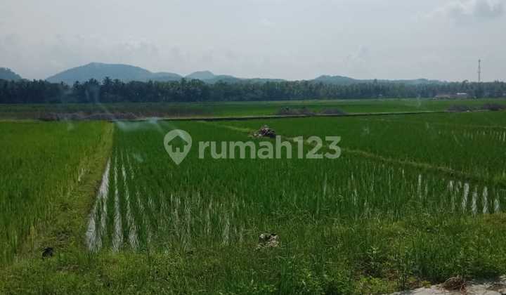 Dijual Tanah Murah View Sawah Dan Bukit Menoreh Timur Bandara Yogyakarta 2