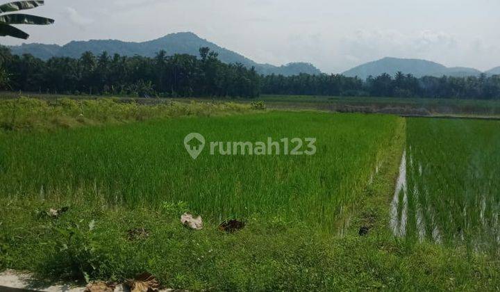Dijual Tanah Murah View Sawah Dan Bukit Menoreh Timur Bandara Yogyakarta 3