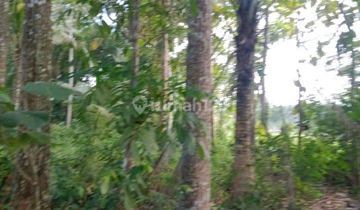 Dijual Tanah Murah View Sawah Dan Bukit Menoreh Timur Bandara Yogyakarta 4