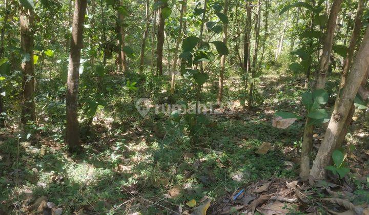 Dijual Tanah Murah Suasana Alam Pedesaan Utara Bandara Yogyakarta 9