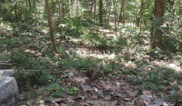 Dijual Tanah Murah Suasana Alam Pedesaan Utara Bandara Yogyakarta 8