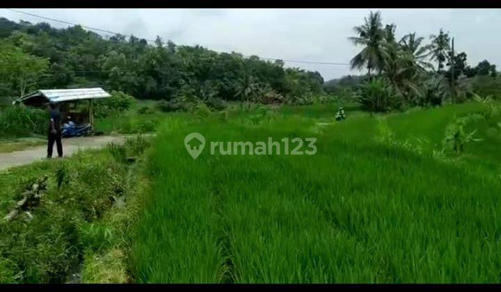 Dijual Tanah Sangat Murah Dekat Daerah Wisata Alam Kulonprogo Yogyakarta 1