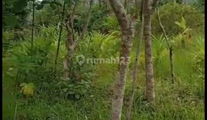 Dijual Tanah Sangat Murah Dekat Daerah Wisata Alam Kulonprogo Yogyakarta 12