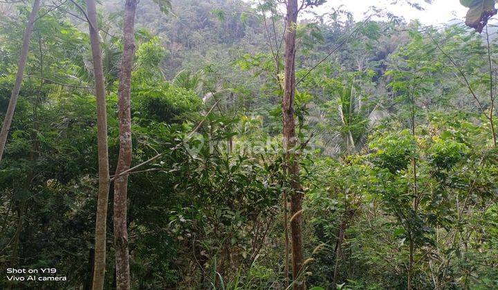 Dijual Tanah Murah Dekat Bandara Yogyakarta Hanya 99 Ribu Permeter 11