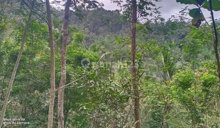 Dijual Tanah Murah Dekat Bandara Yogyakarta Hanya 99 Ribu Permeter 2