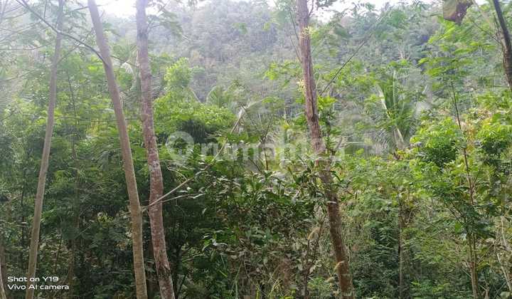 Dijual Tanah Murah Dekat Bandara Yogyakarta Hanya 99 Ribu Permeter 10