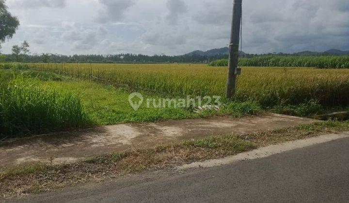 Dijual Tanah Murah Dekat Bandara Yogyakarta View Sawah Dan Bukit Menoreh 6