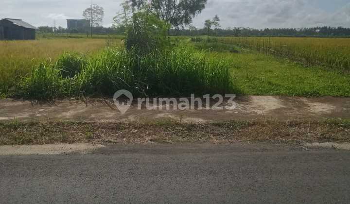 Dijual Tanah Murah Dekat Bandara Yogyakarta View Sawah Dan Bukit Menoreh 8