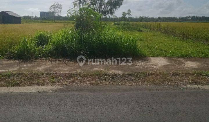 Dijual Tanah Murah Dekat Bandara Yogyakarta View Sawah Dan Bukit Menoreh 9