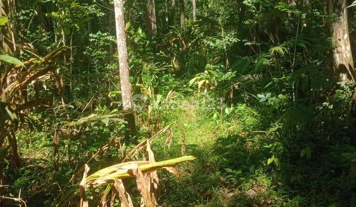 Dijual Tanah Pekarangan Harga Murah Dekat Waduk Sermo Yogyakarta 2