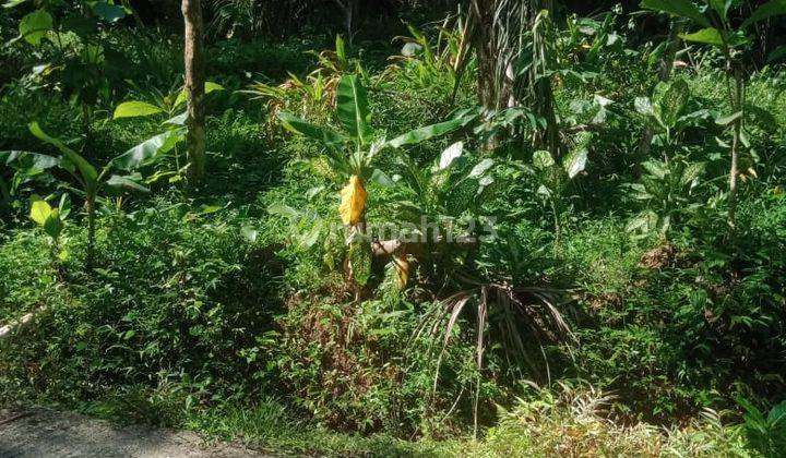 Dijual Tanah Pekarangan Murah View Alam Pedesaan Dekat Bandara di Yogyakarta 12