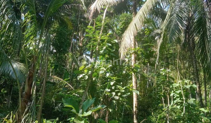 Dijual Tanah Pekarangan Murah View Alam Pedesaan Dekat Bandara di Yogyakarta 13