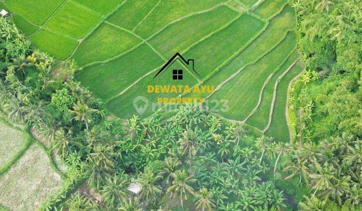 Leashold Land 11are Los River And View Jungle In Mawang Lodtunduh 1
