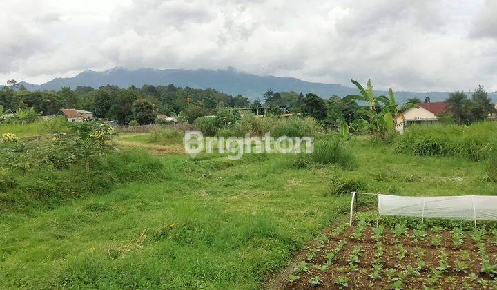 TANAH LUAS HIJAU DI PUNCAK CIPANAS JAWA BARAT 1