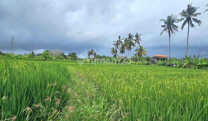 Freehold New Villa Plus Empty Land 100m2 di Ubud Gianyar Bali 2